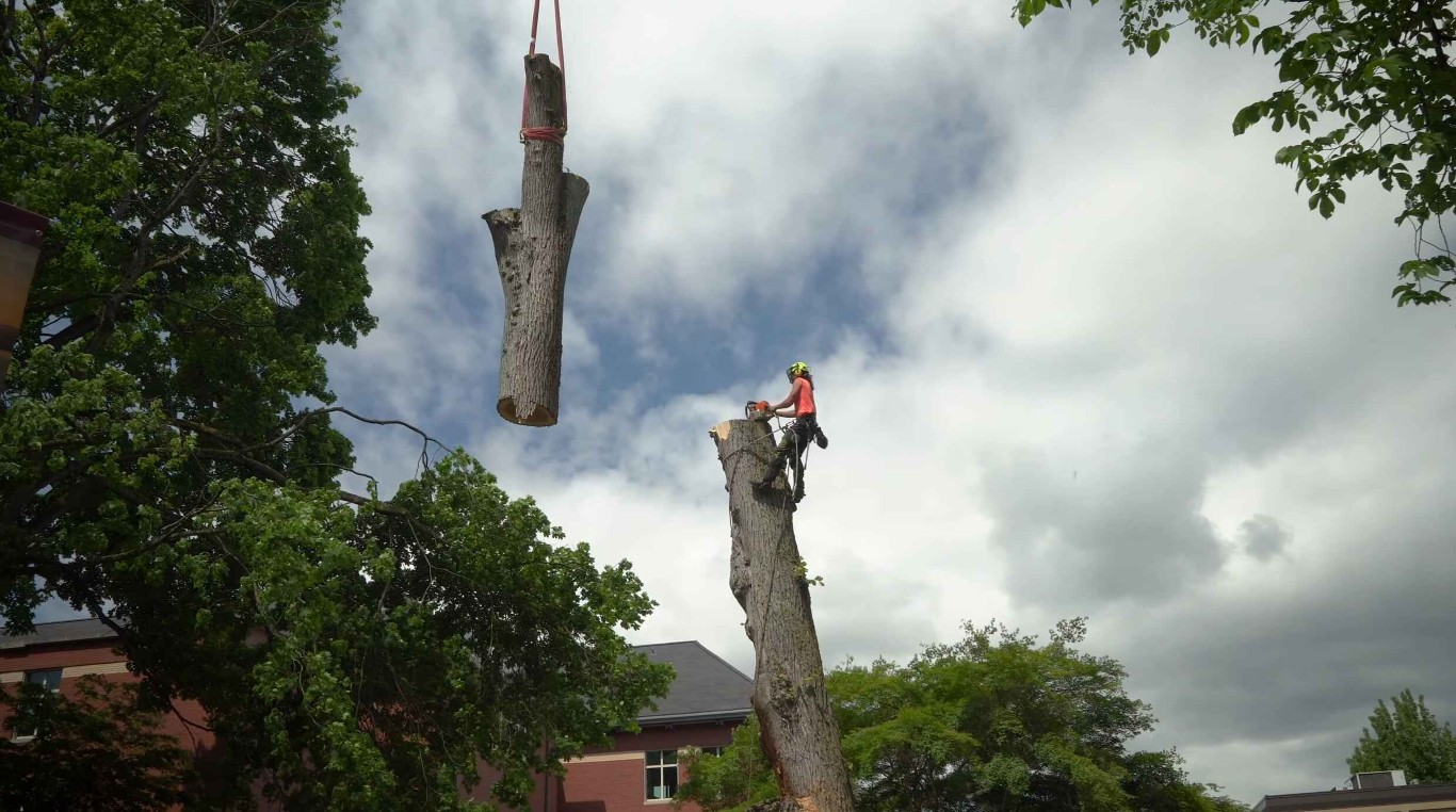 Professional crane-assisted tree removal service in Laredo, TX